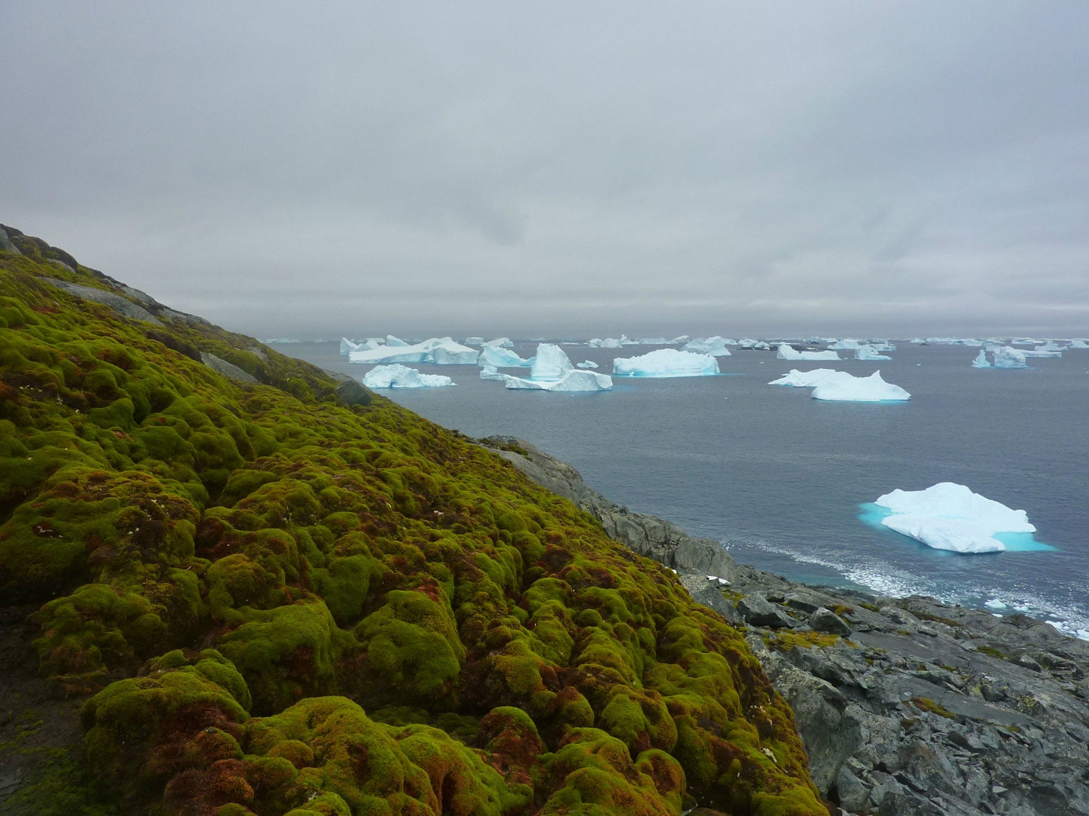 A bank of moss on the appropriately named Green Island in the Antarctic