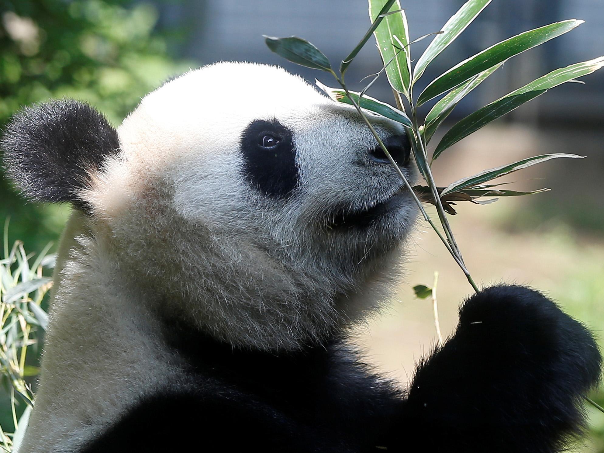 China has signed a £300 million deal to purchase 'meat' grown in a laboratory in Israel in a drive towards less meat consumption in the country. The panda bear, native to China, is a vegetarian.