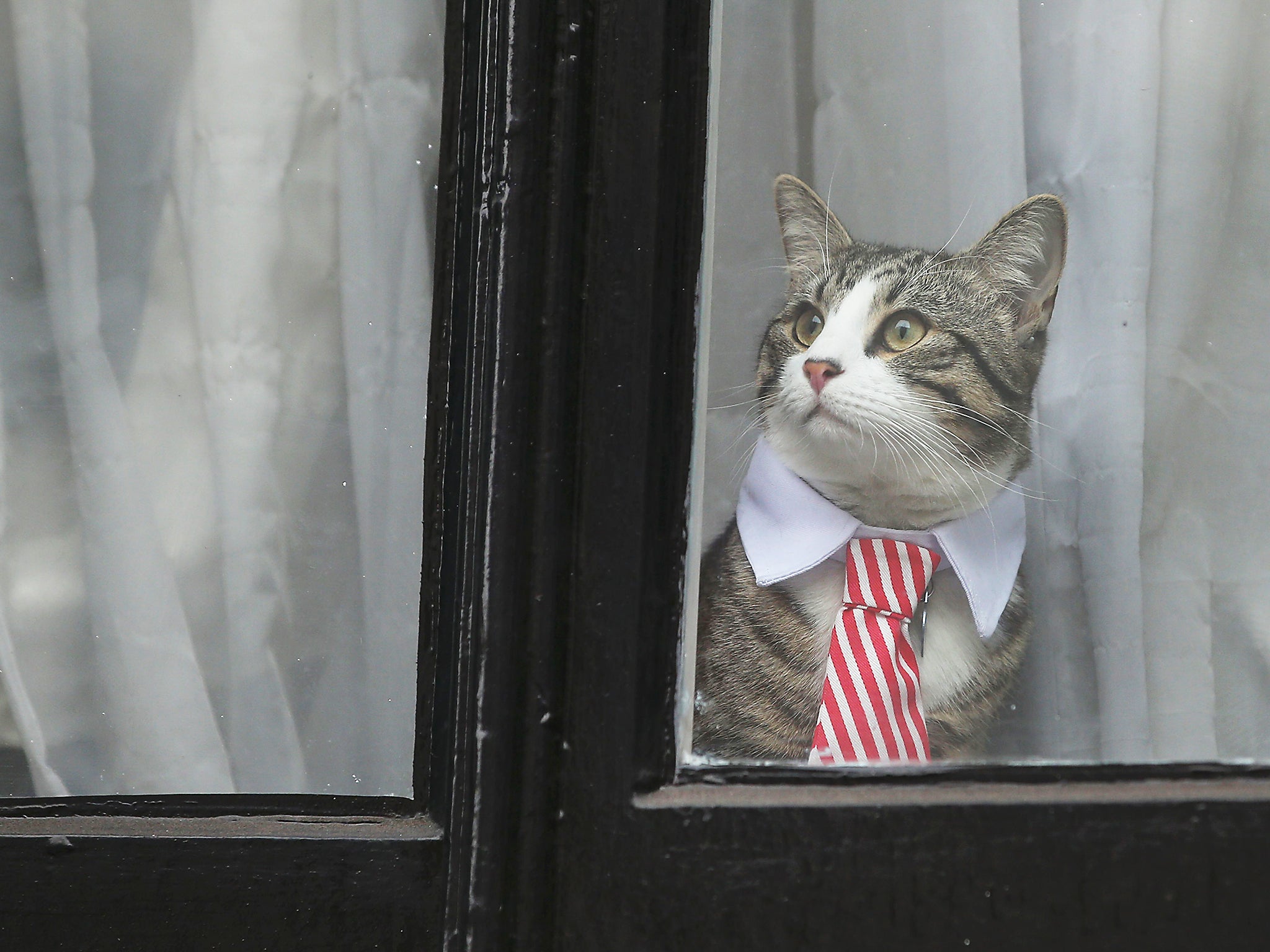 A cat named 'James' wearing a collar and tie looks out of the window of the Ecuadorian Embassy in London (Getty)