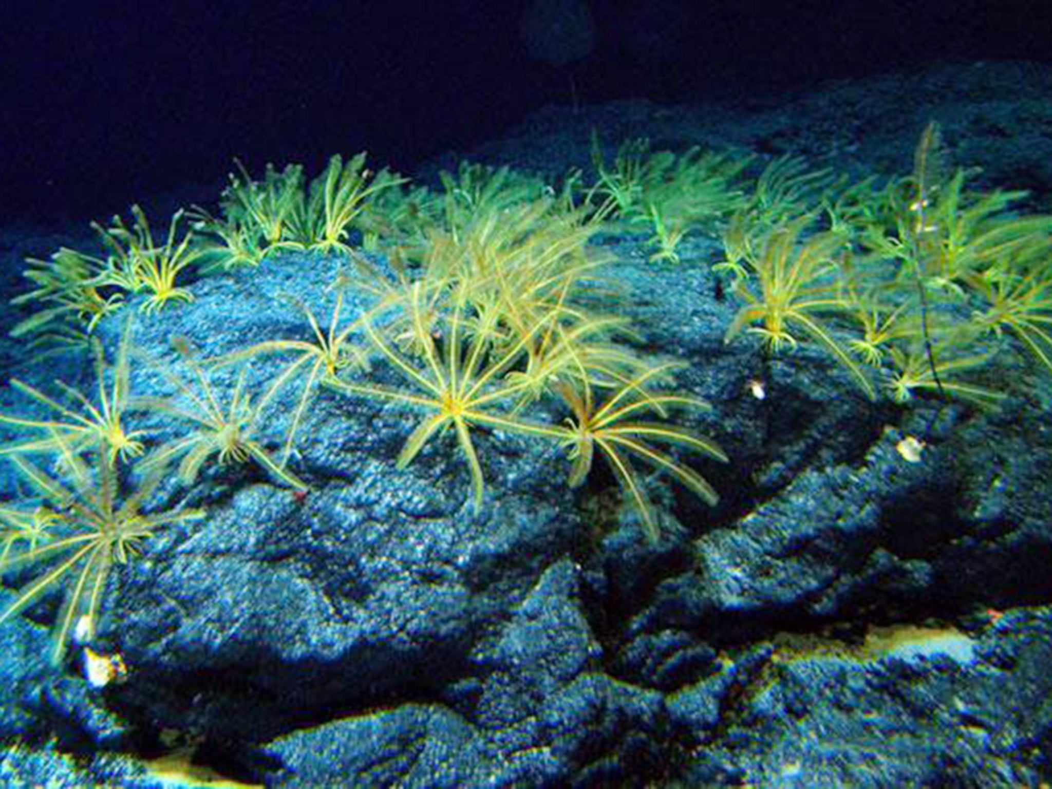 Deep sea lilies: the rich life of the ocean floors is still being explored