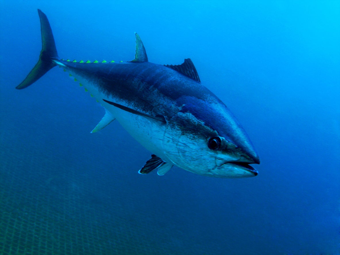 Southern bluefin tuna feature on IGFA's world record list despite being critically endangered