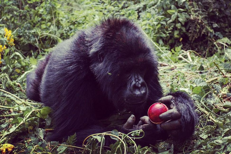 "Everyone plays cricket here in Rwanda"