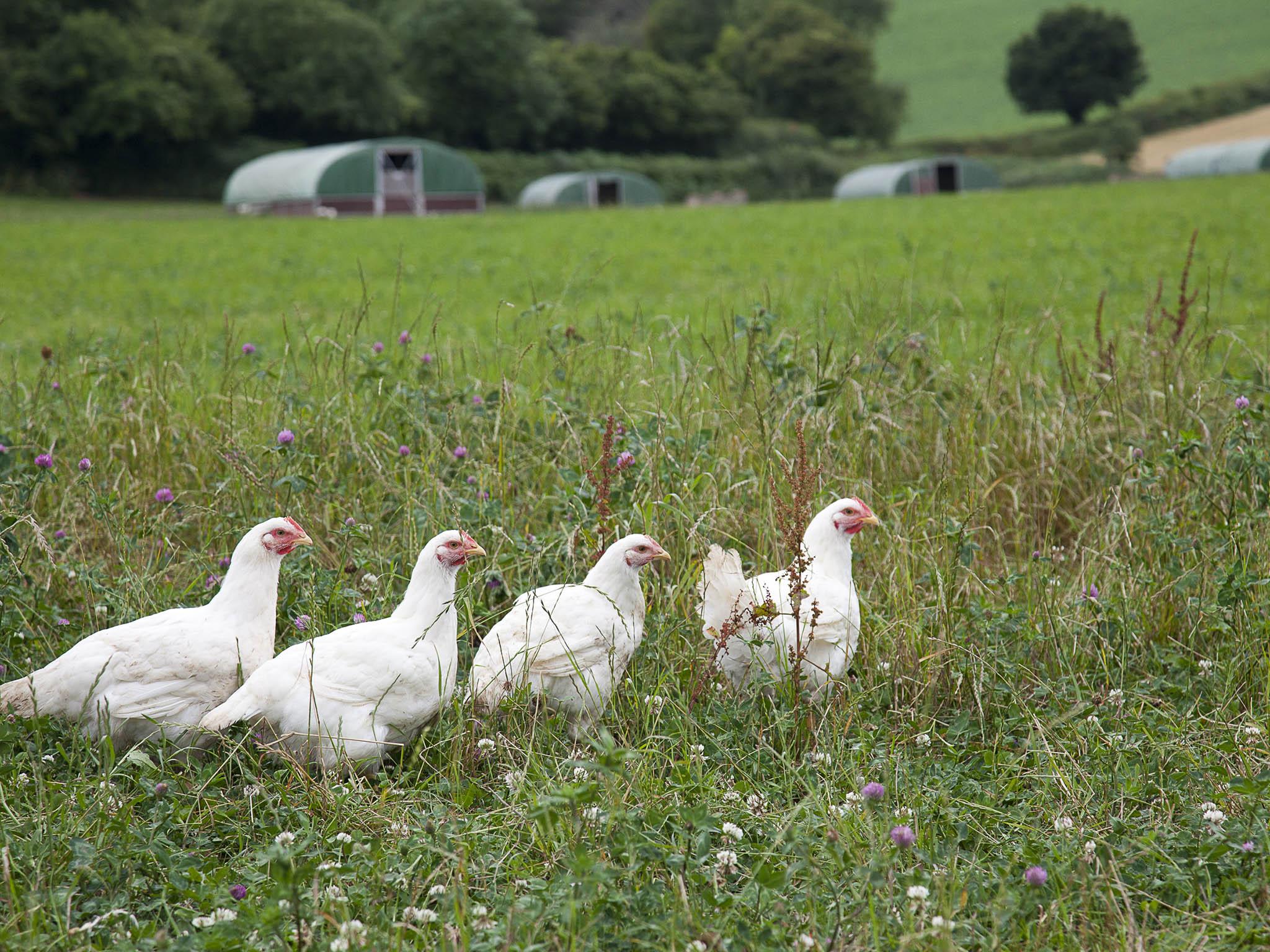 These British organic chickens will not be washed in chlorine before sold