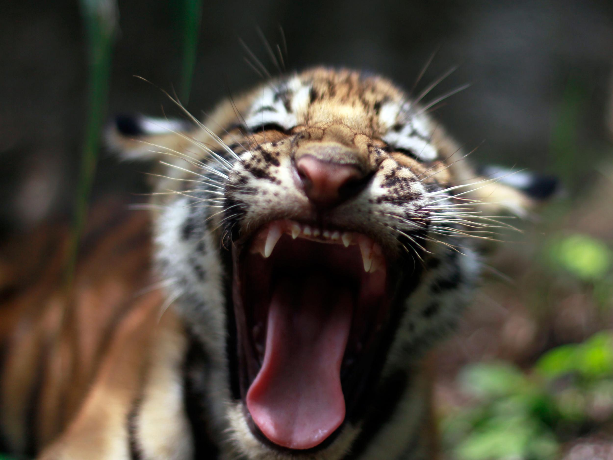 A two-month-old Bengali tiger cub in an animal refuge in El Salvador; the species is considered to be endangered by the International Union for Conservation of Nature