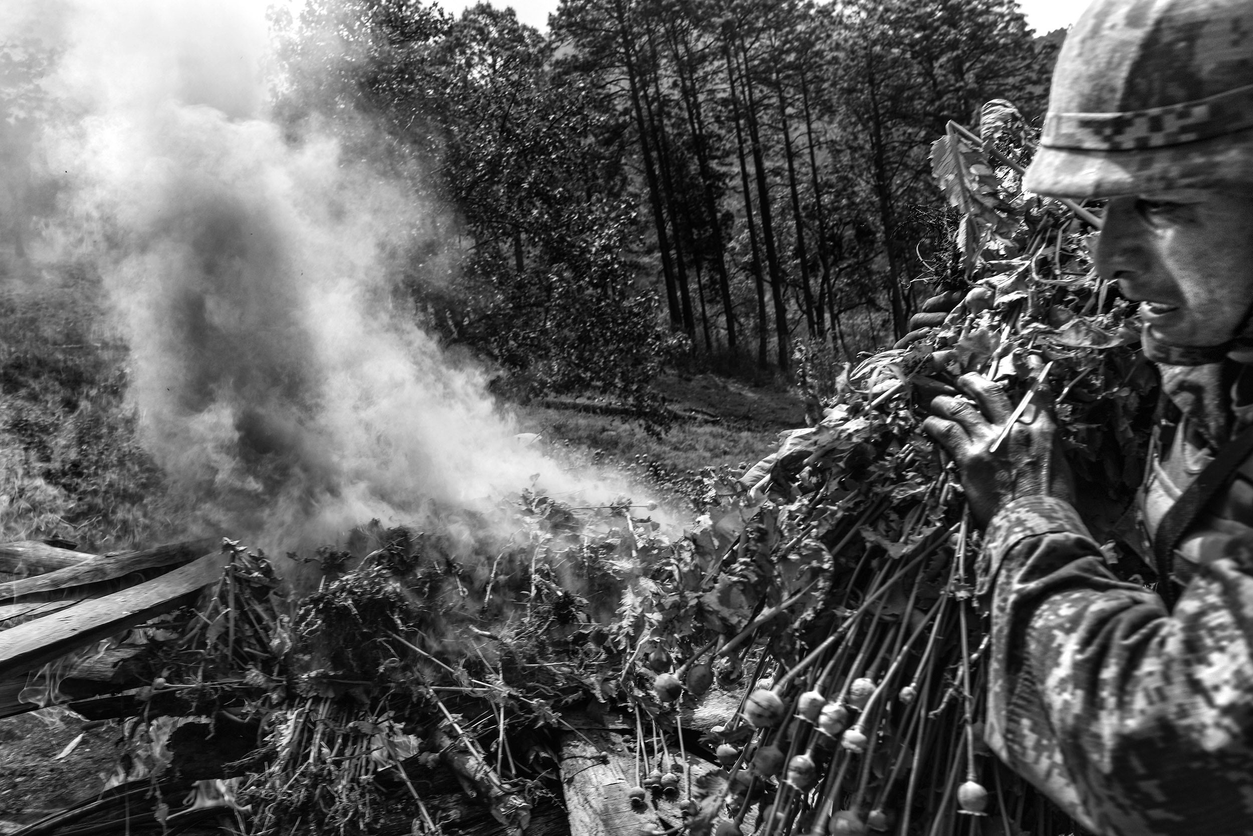 &#13;
A Mexican soldier carries opium poppies for burning in Iyotla&#13;