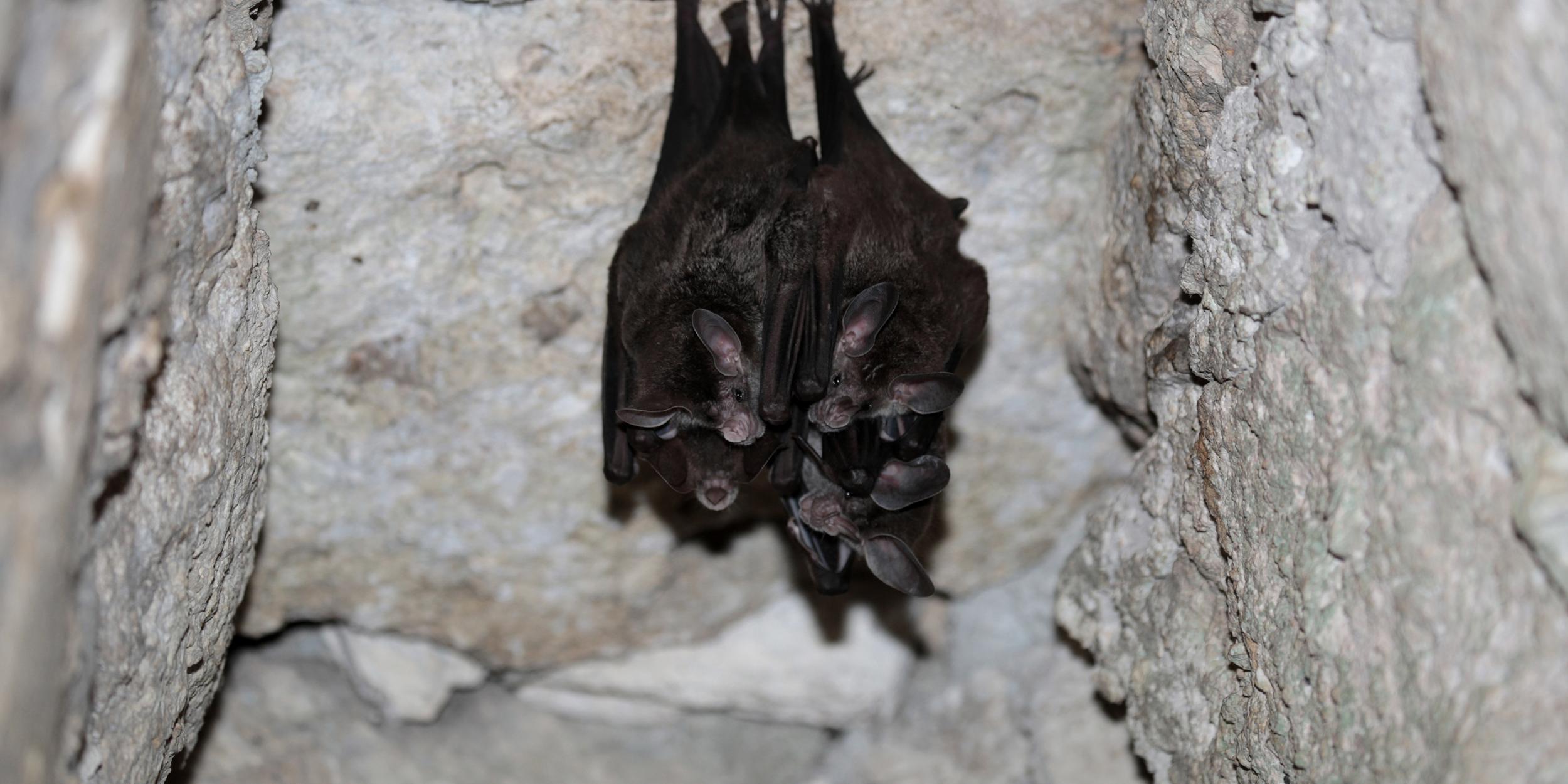 Big-Eared Woolly Bats also called Woolly False Vampire Bats roosting in a cave in Campeche, Mexico