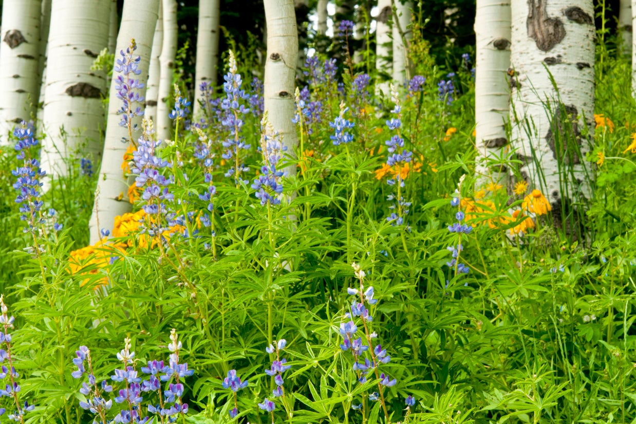 Wildflowers abound in summertime (Getty/iStock)