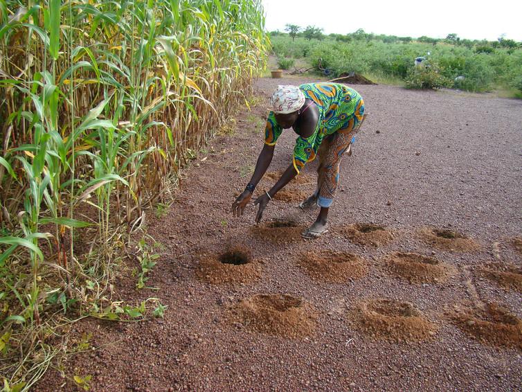 The Zaï rainwater harvesting technique in action (photo taken in neighbouring Niger)