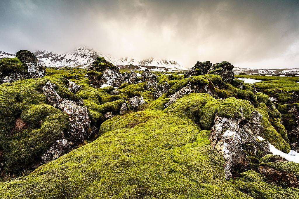 Iceland is famous for its moss-covered landscape (Vifilsfell Moss shown here) is famous - but damage to it can take decades to repair