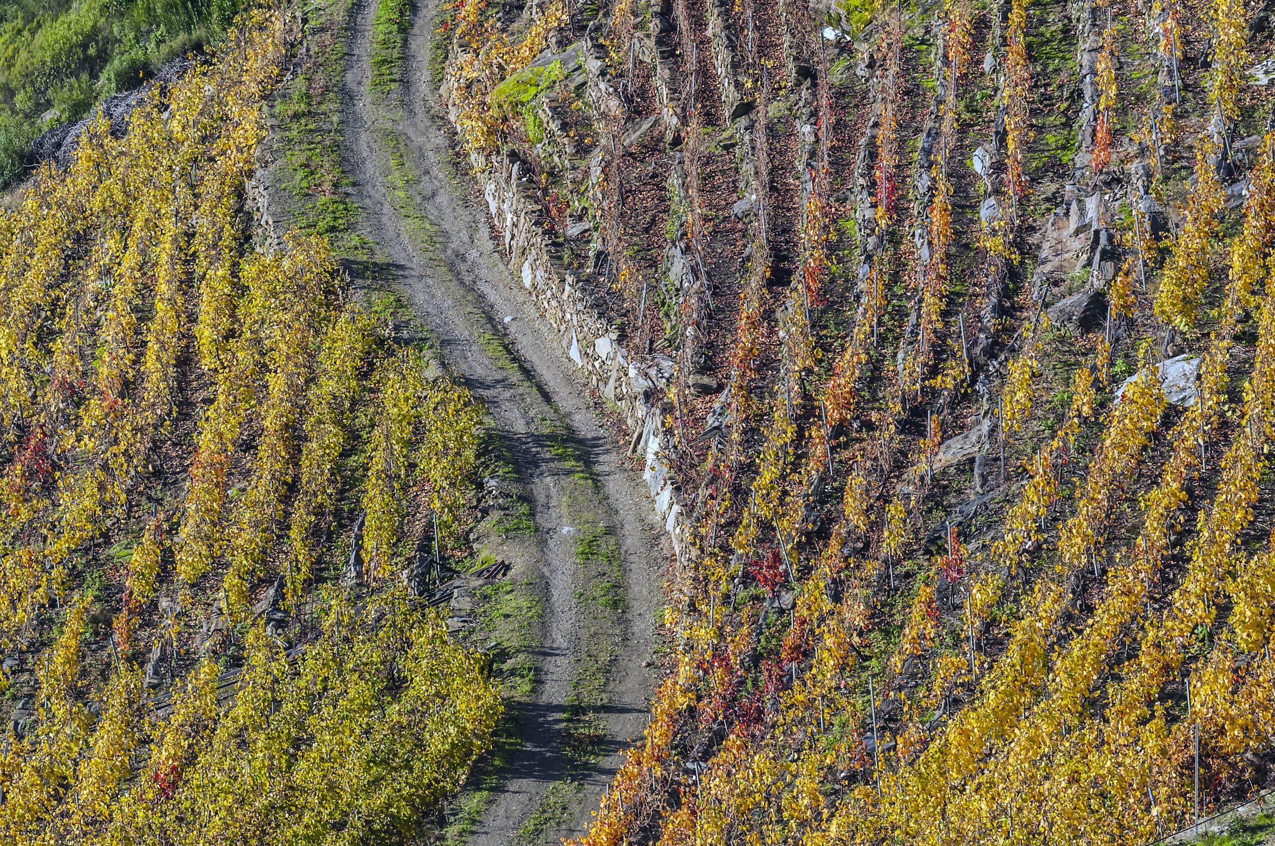 The Roman vineyards were abandoned in the Dark Ages