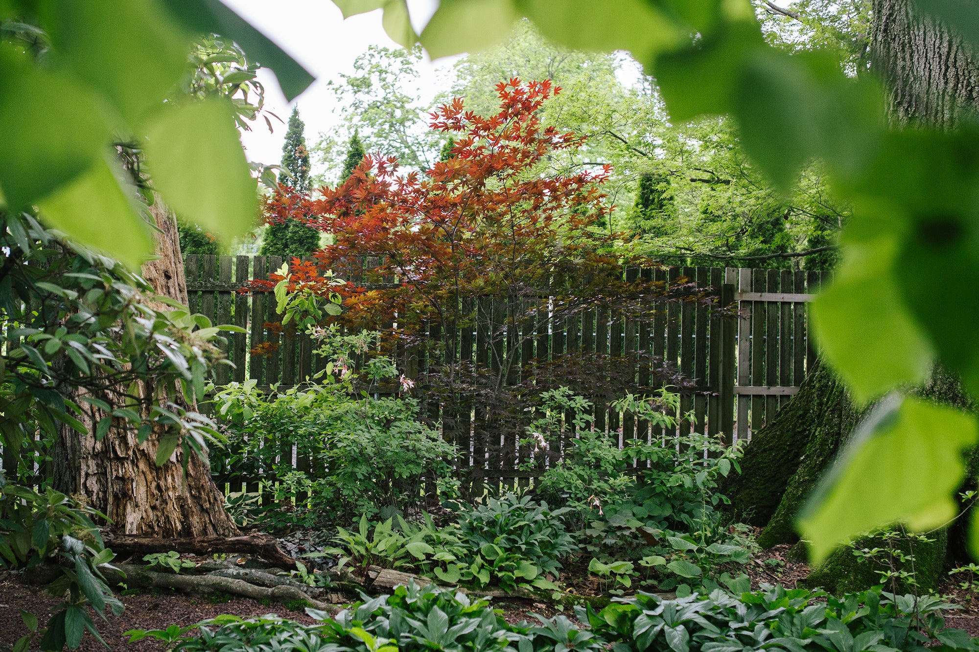 Creating edge shade in your garden will provide the best of both worlds: lots of light without searing sunbeams