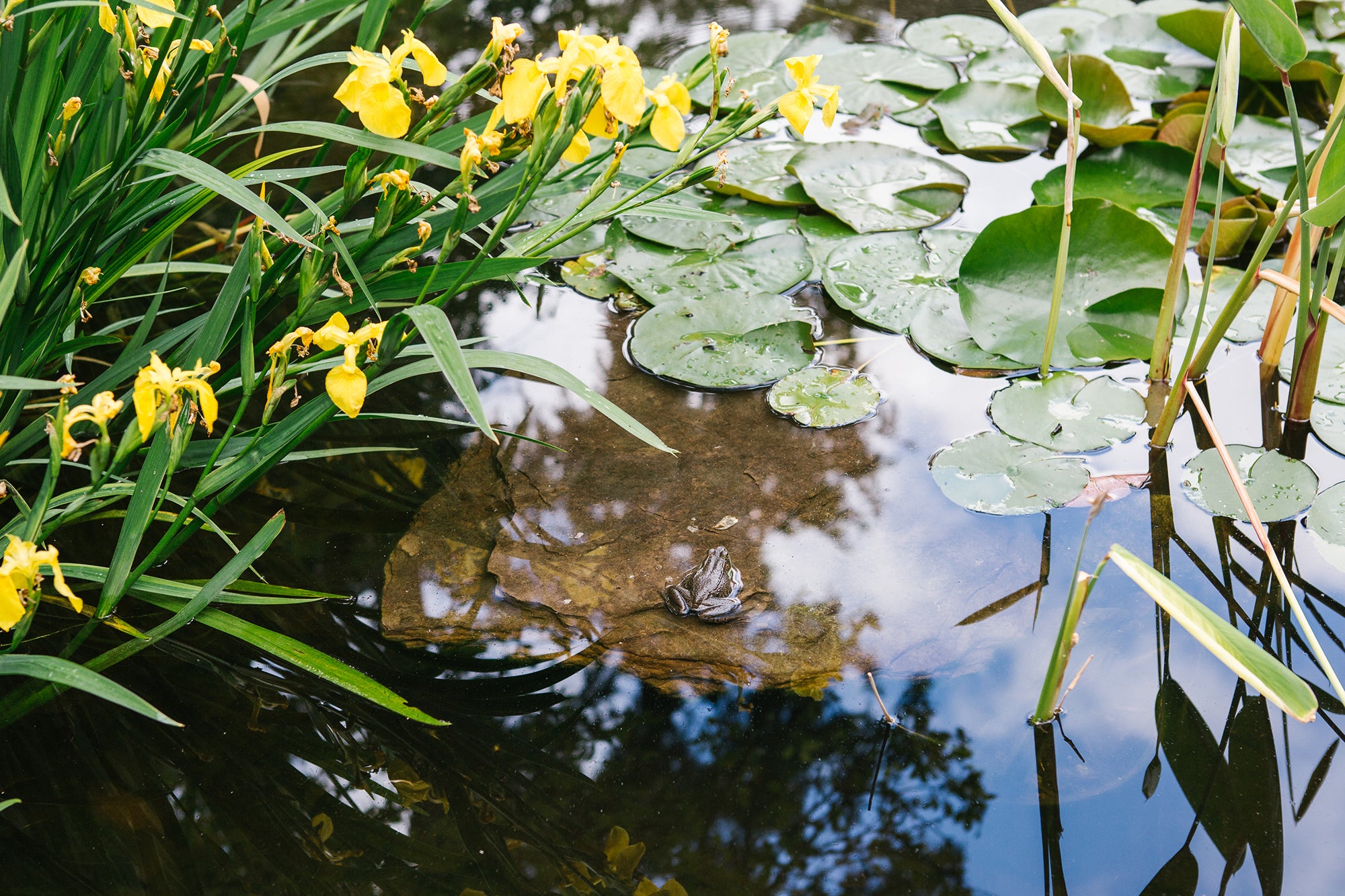 Thoughtful design is key to making sure shade gardens are not neglected areas; bodies of water reflect bright light into dark areas