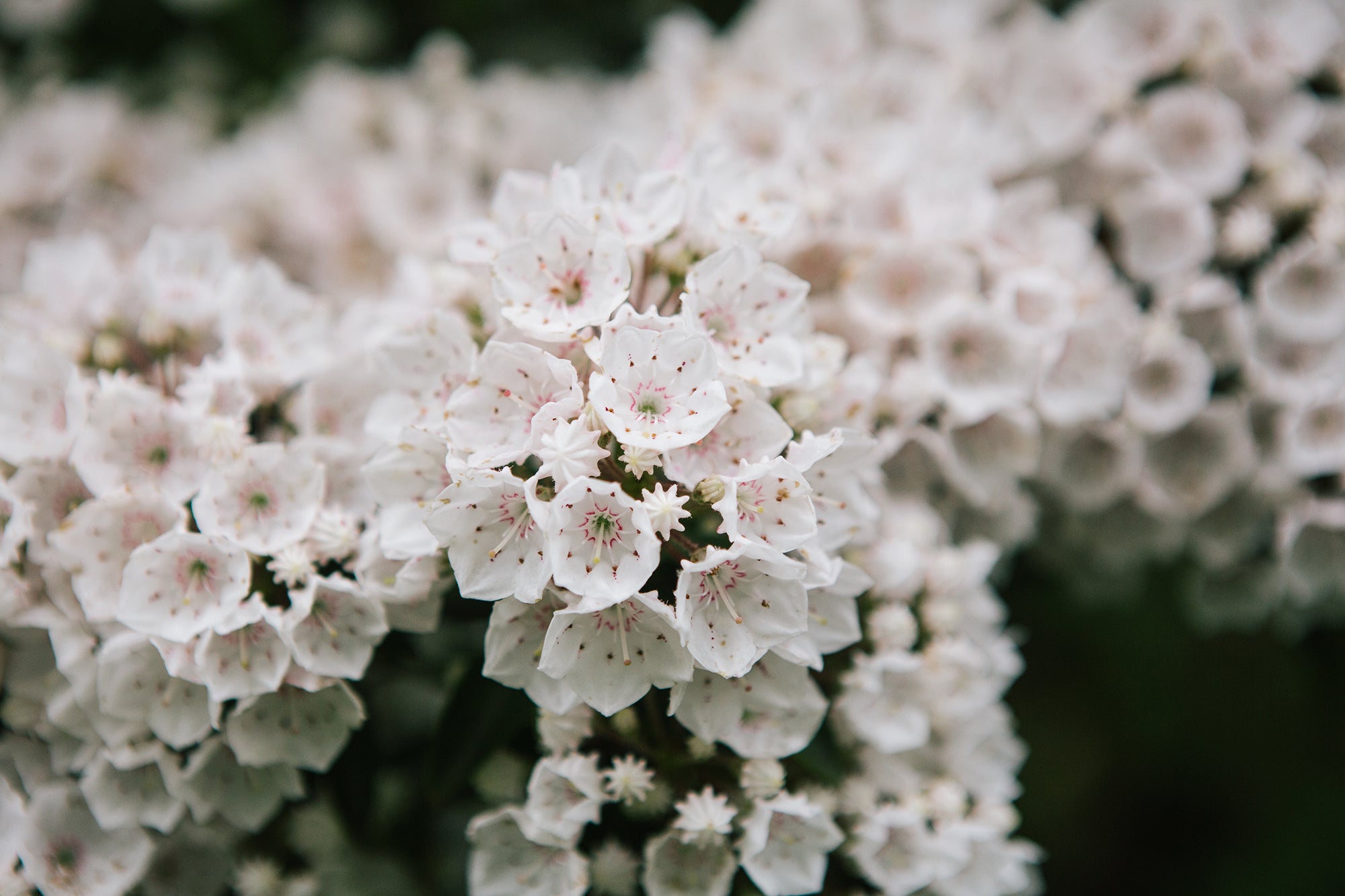 Shrubs that grow in partial shade provide a splash of colour, while layering plants provides a way for the gardener to mimic nature