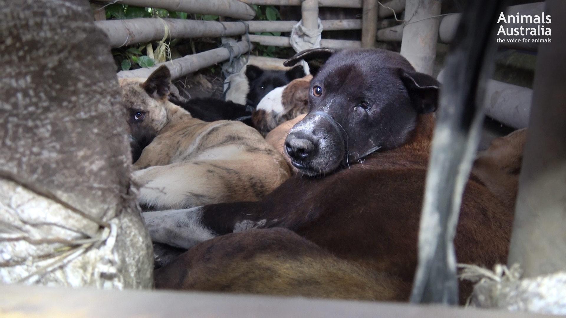 Bound dogs await slaughter