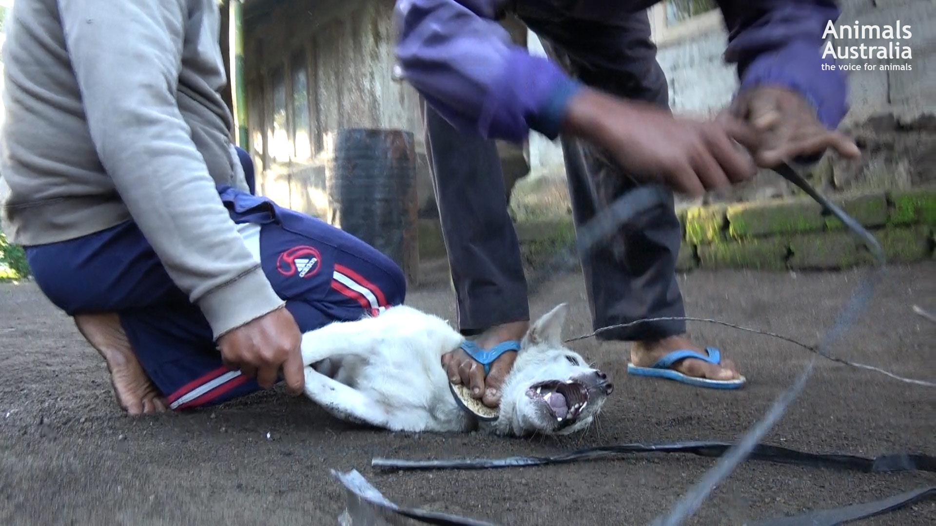 A dog screams whilst being captured