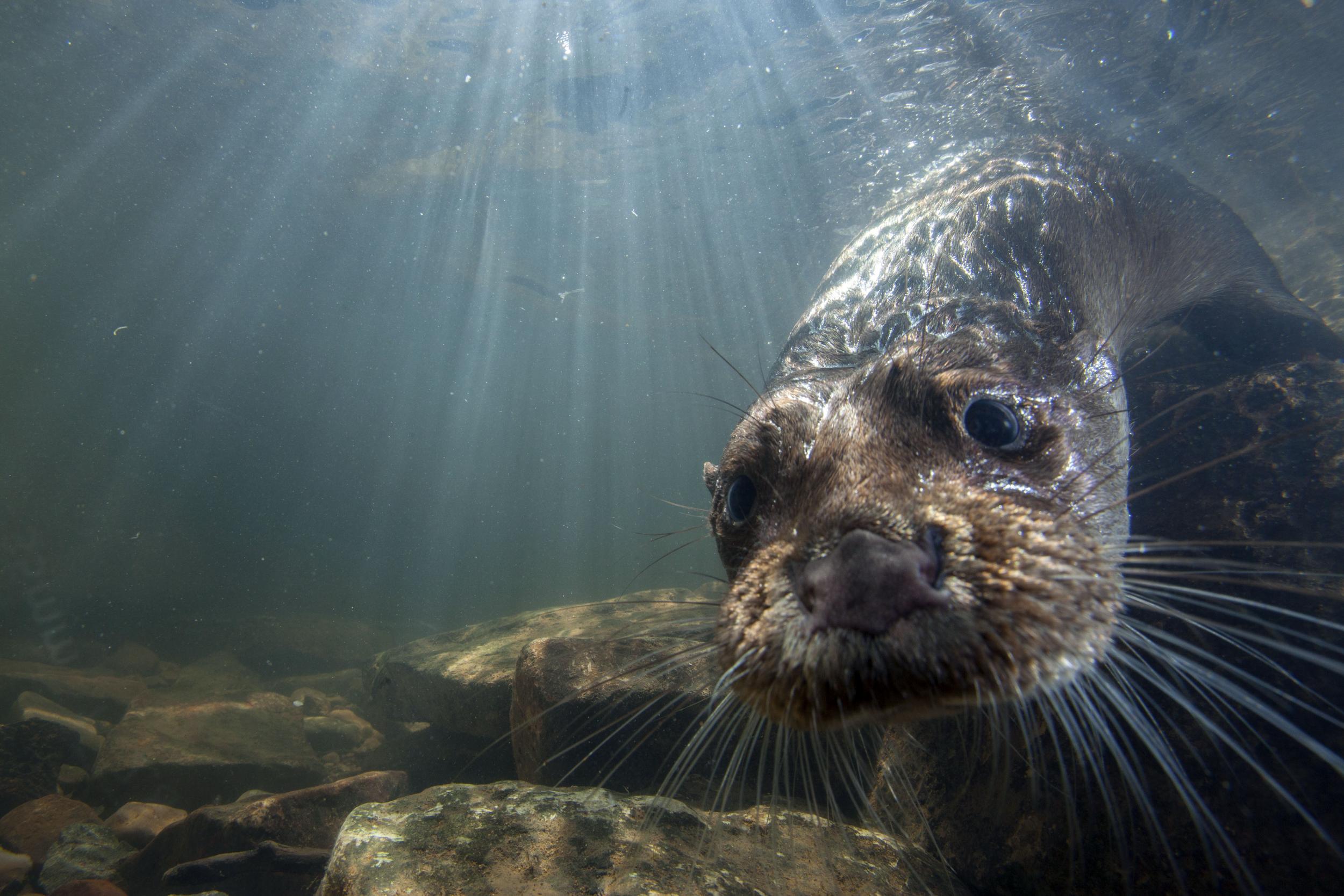 &#13;
There are a number of surprises in ‘Natural World: Supercharged Otters’ &#13;