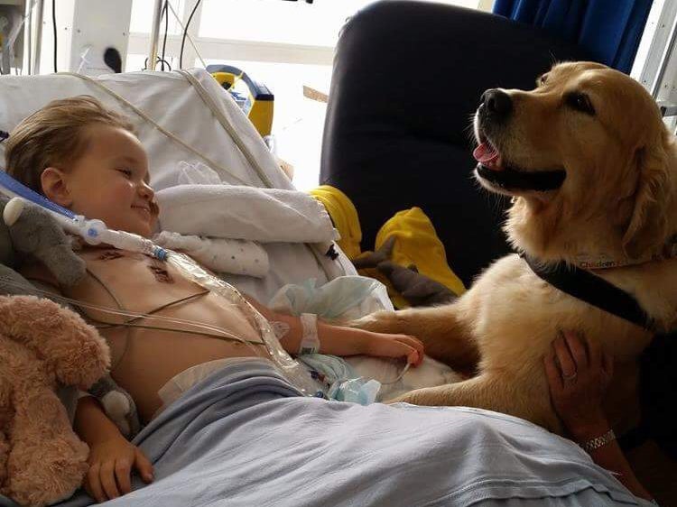 Therapy dog Leo visits patients on the south coast