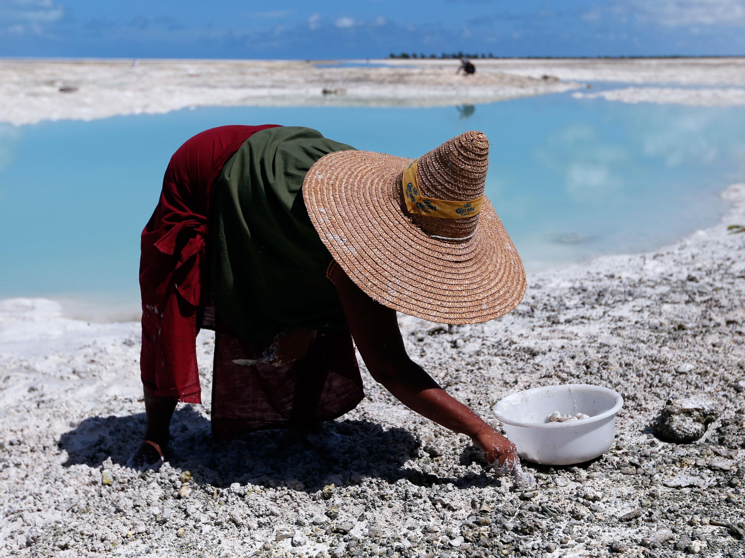 A woman digs for shellfish on the Pacific island of Kiribati, the country expected to be the most vulnerable to climate change's effects on fisheries