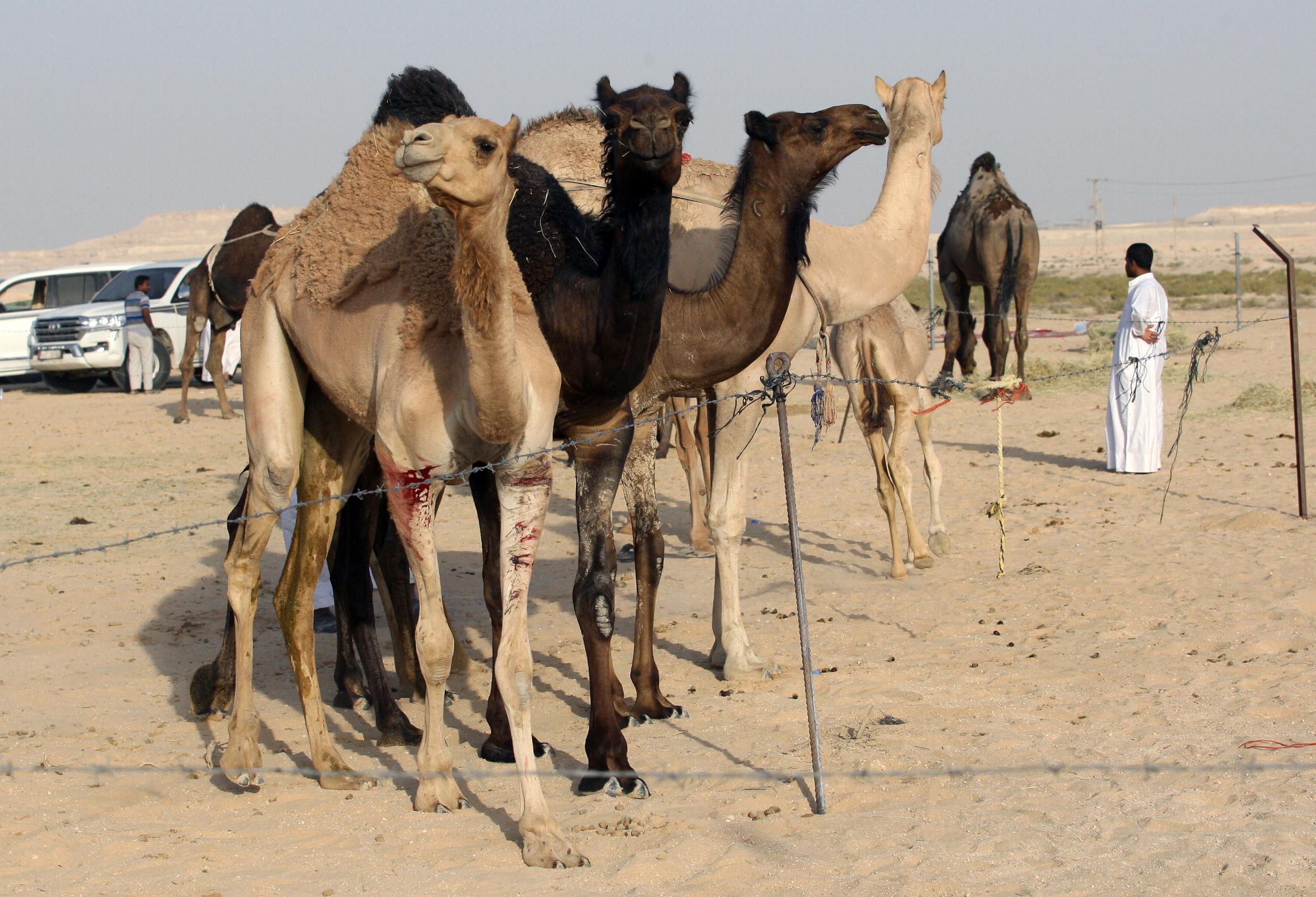 Camels cross Saudi Arabia's remote desert border into Qatar on 20 June 2017