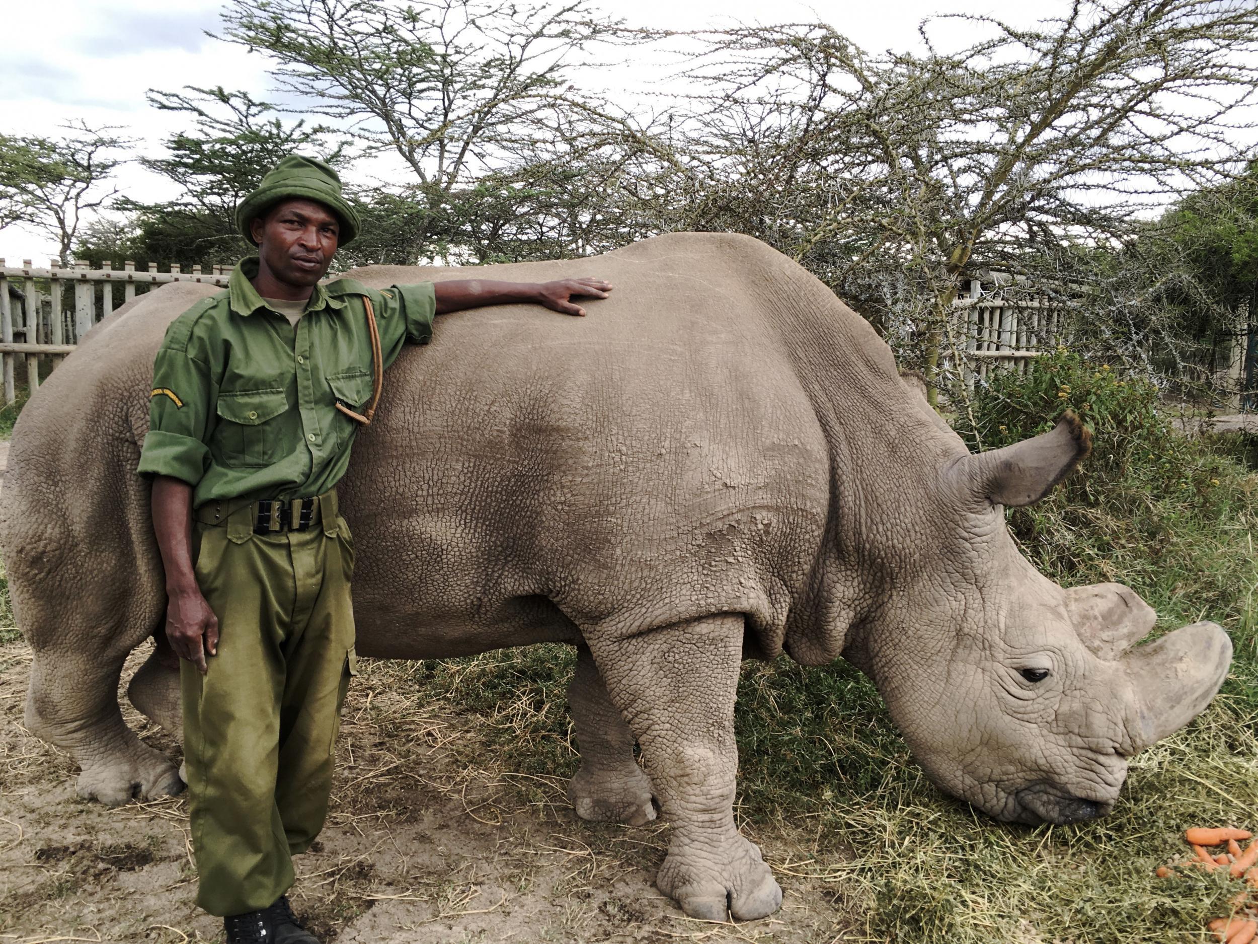 ‘Natural World: Sudan: The Last of the Rhinos’