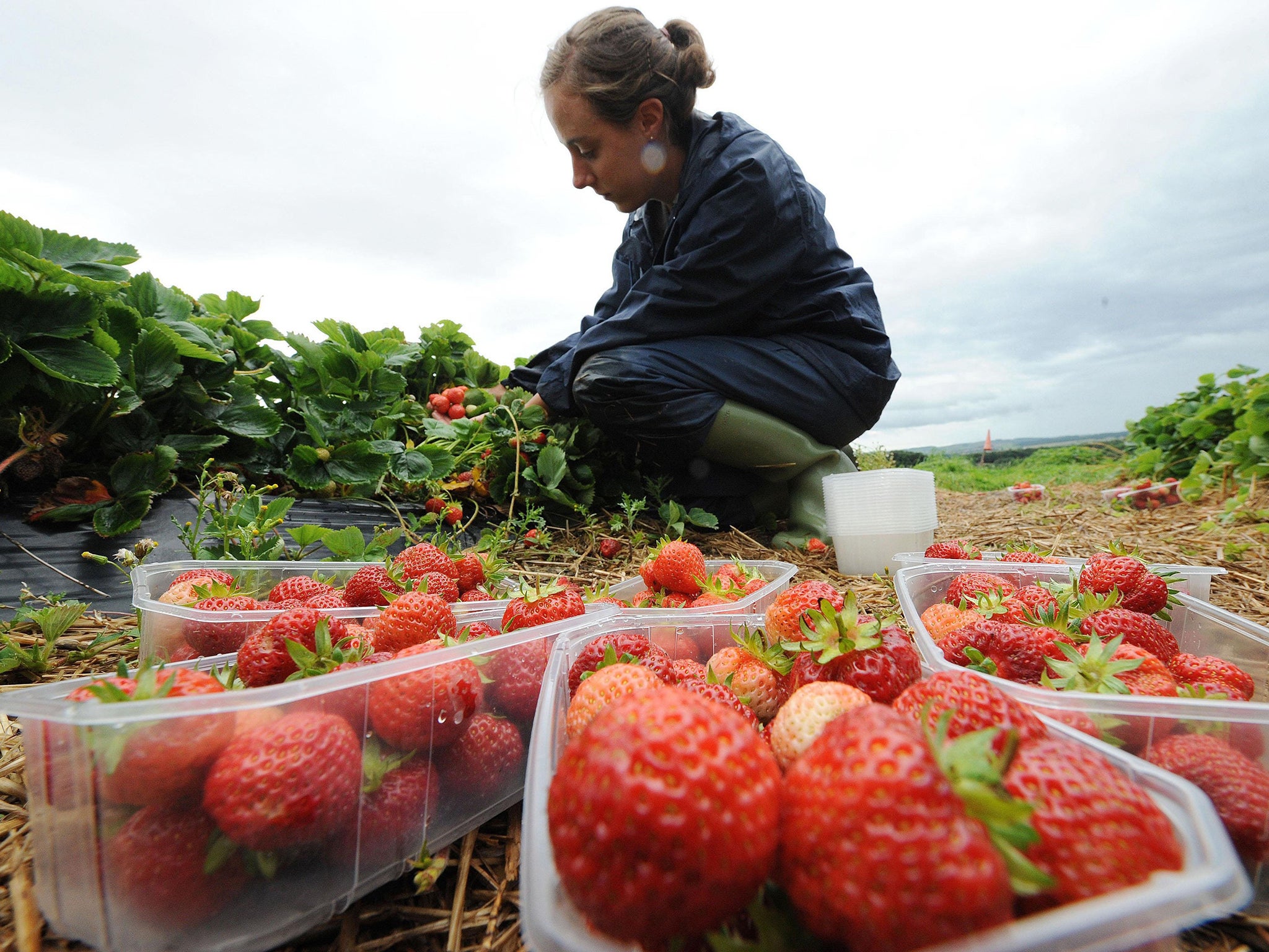 The National Farmers Union has called for a special arrangement for seasonal workers amid growing concerns over crops being left to rot on British farms because of a shortage of labour (file photo)