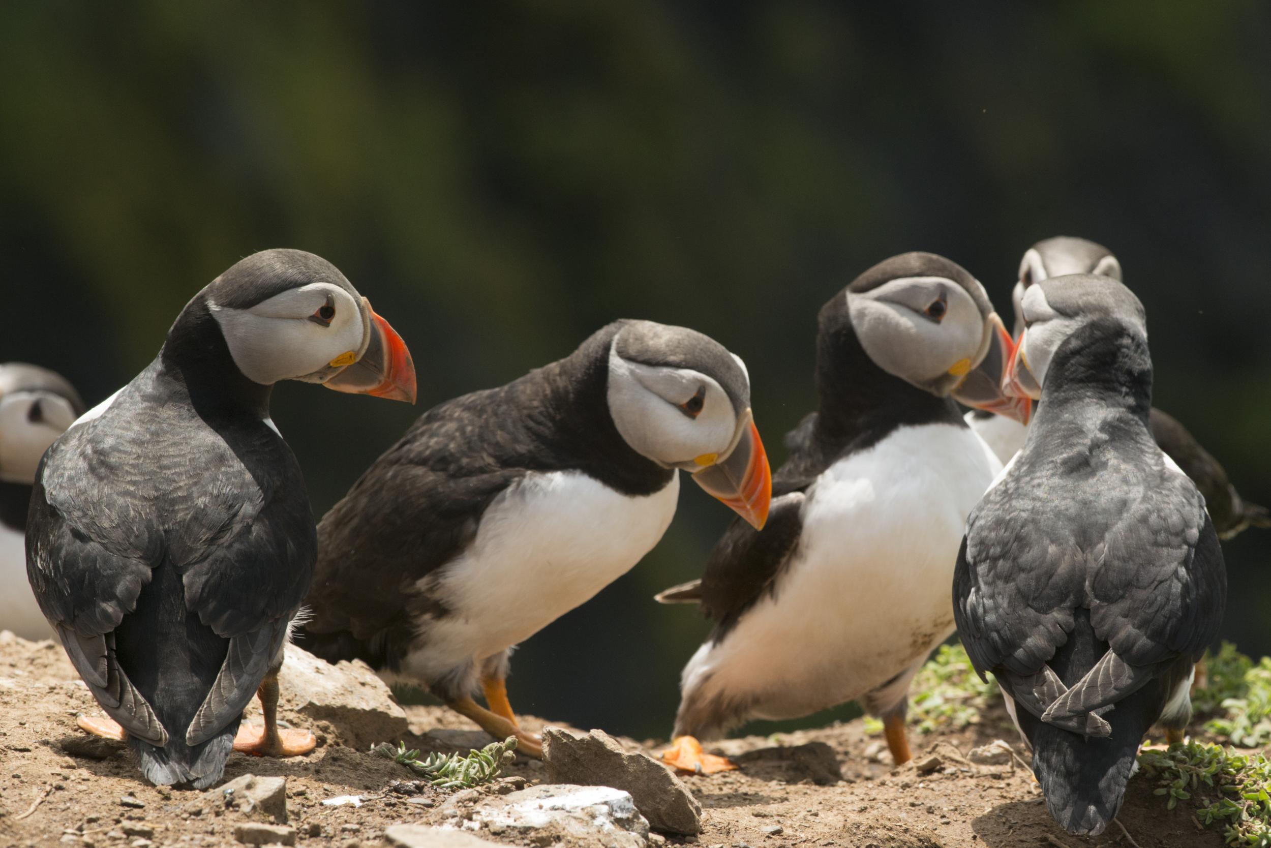 Head to Skomer Island to find puffins