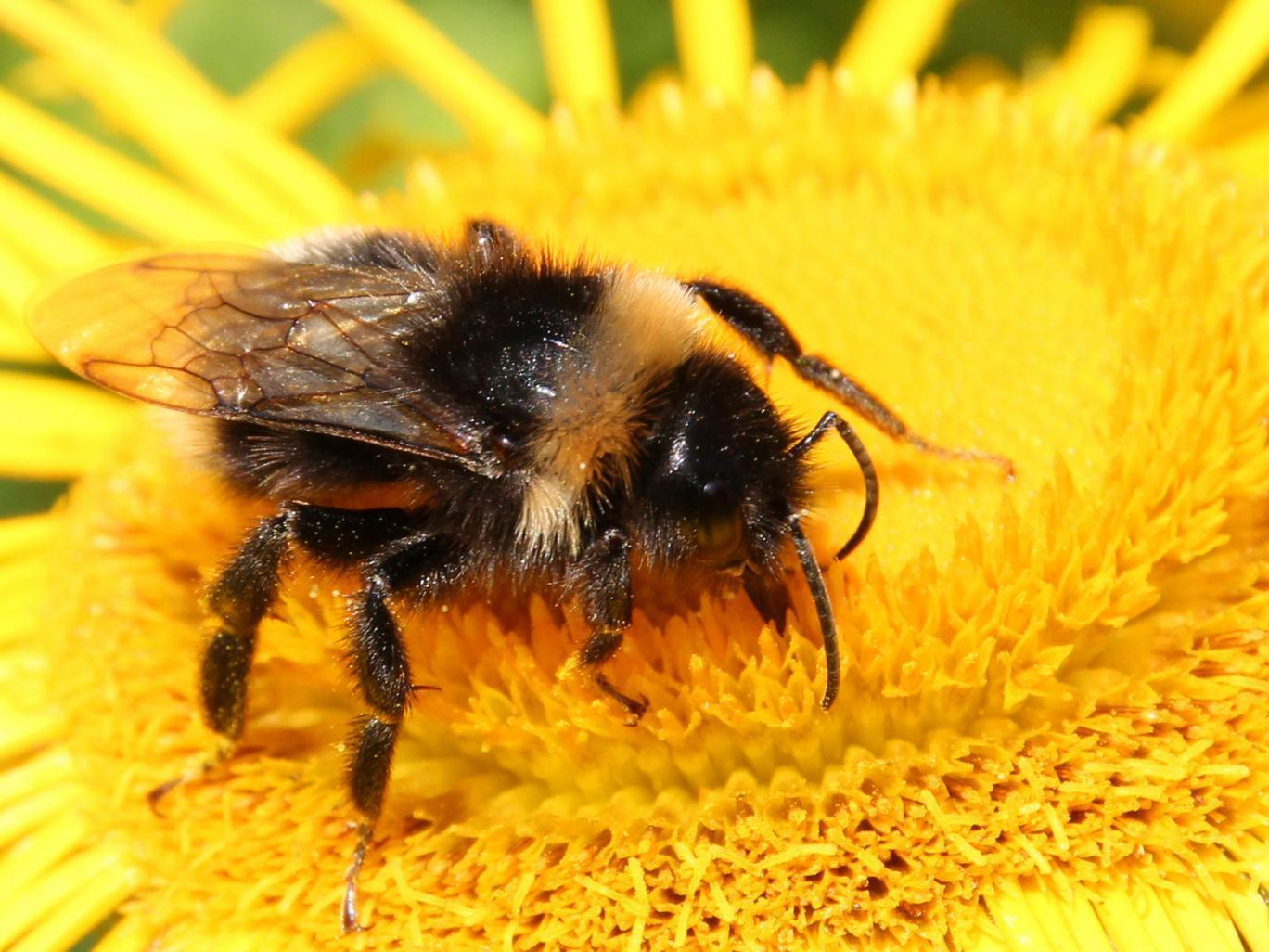 The Conservatives failed in their bid to allow bee-killing pesticides in the European Parliament this week