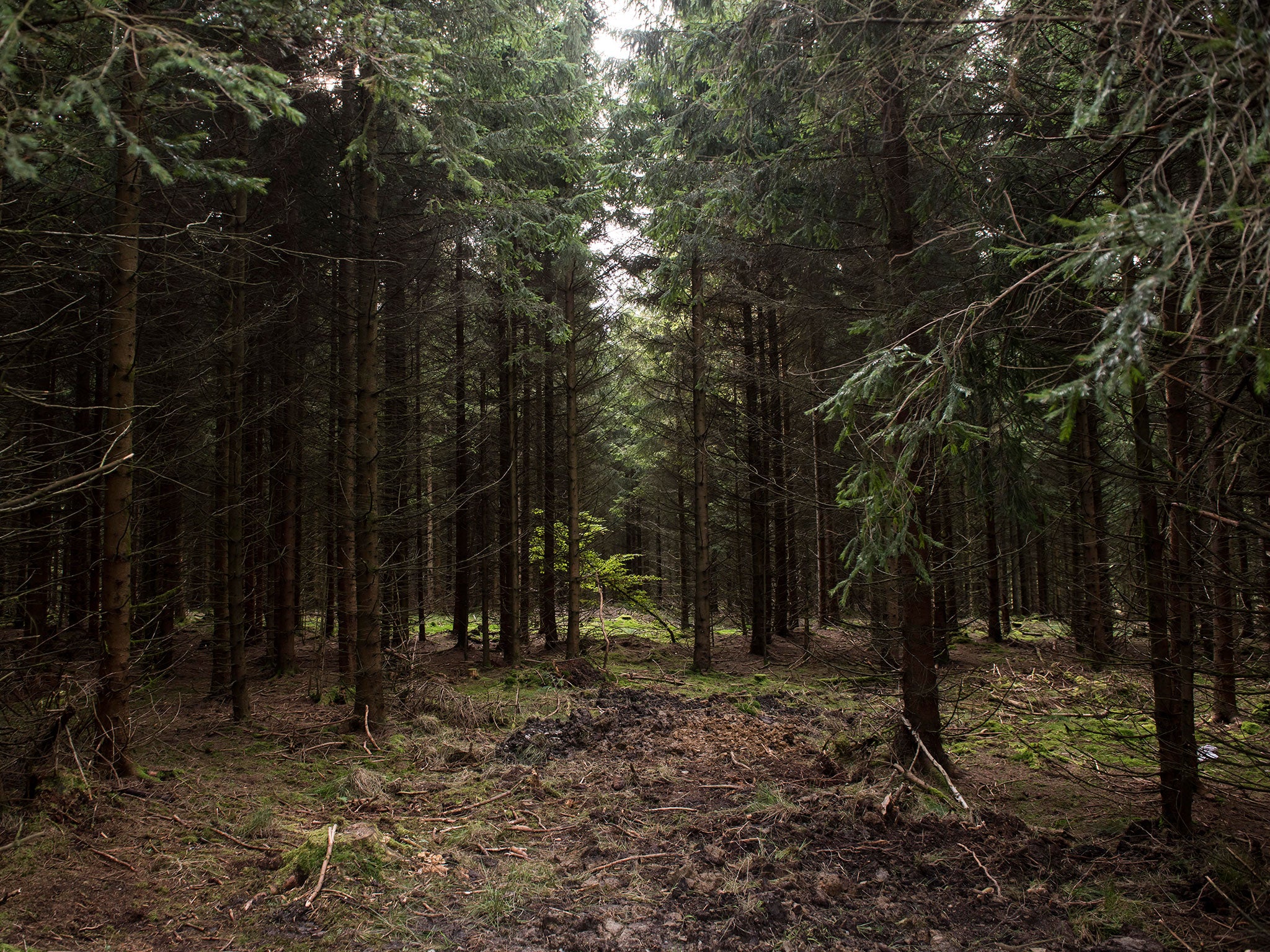 The forest near Rodacherbrunn, Thuringia, in Germany in October 2016