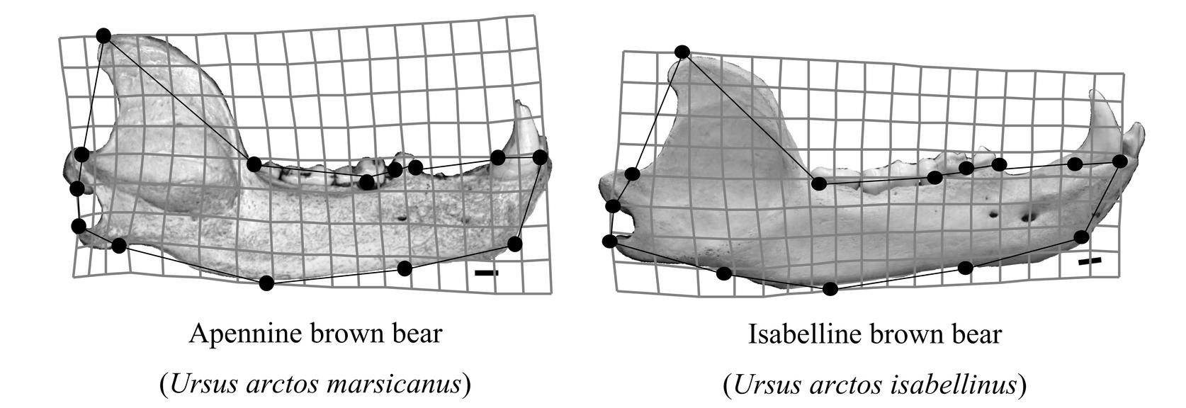 &#13;
The Marsican (left) has a powerful jaw for crushing nuts. The Isabelline’s long jaw helps catch rodents&#13;