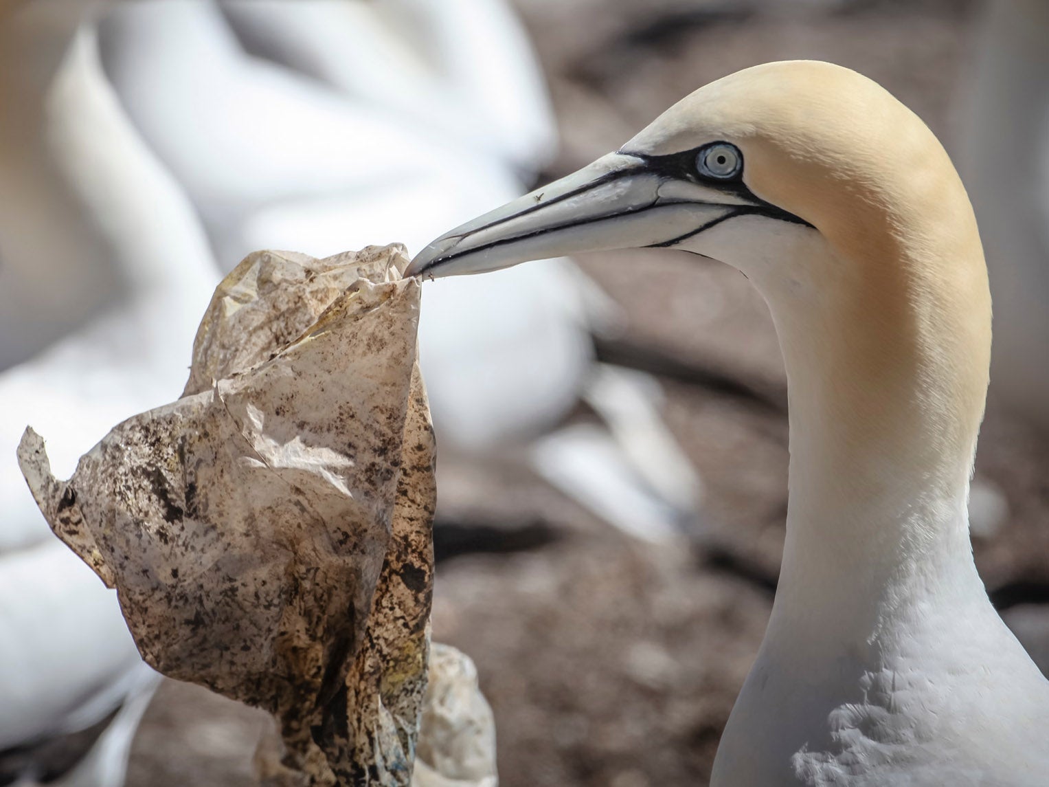 Plastic waste and gannets on the Bass Rock off Scotland's east coast. Studies have shown that 90 per cent of seabirds have ingested plastic (Kajsa Sjölander/Greenpeace)