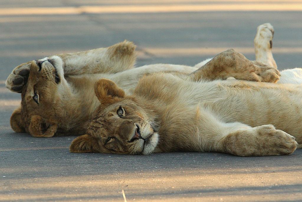 Lions at the roadside aren't just confined to the national parks, says Danie Pienaar