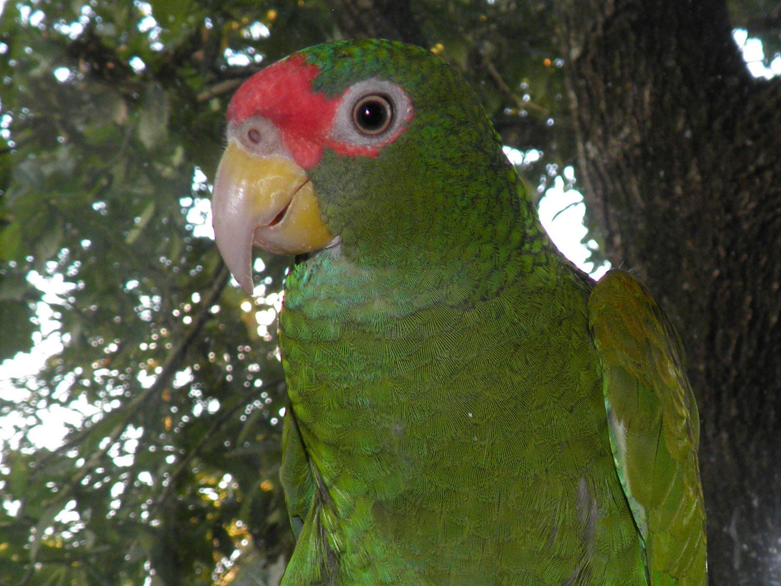 Parrot fashion: the newly discovered blue-winged amazon loudly cries ‘yak yak yak’ in flight but adopts a more 'melodious' tone with its family