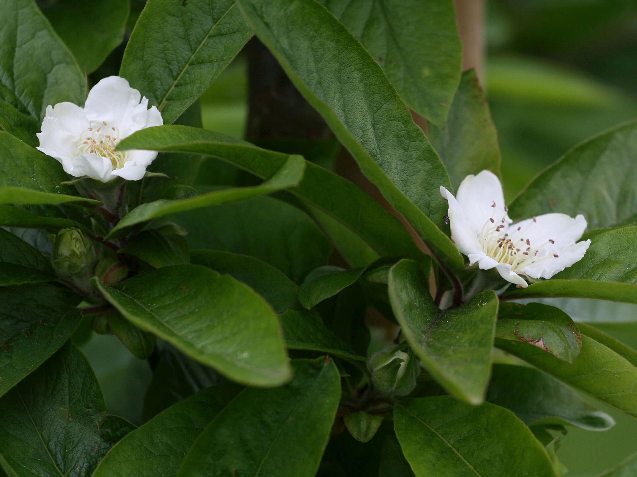 Before eating, the medal fruit has to be bletted so it is ripe enough to eat