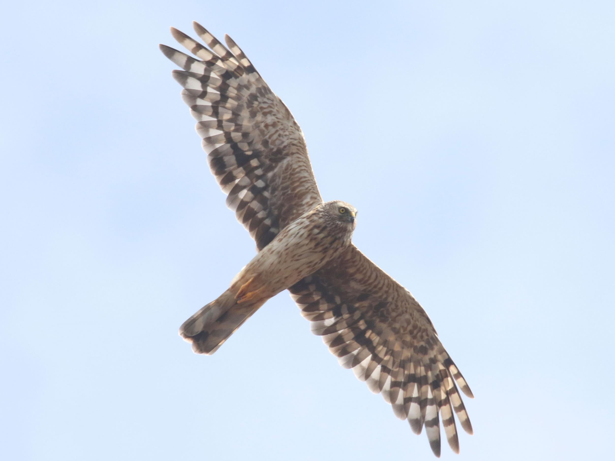 Hen harriers are known for their 'thrilling' skydance displays