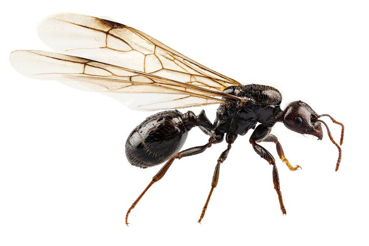 Winged Lasius niger