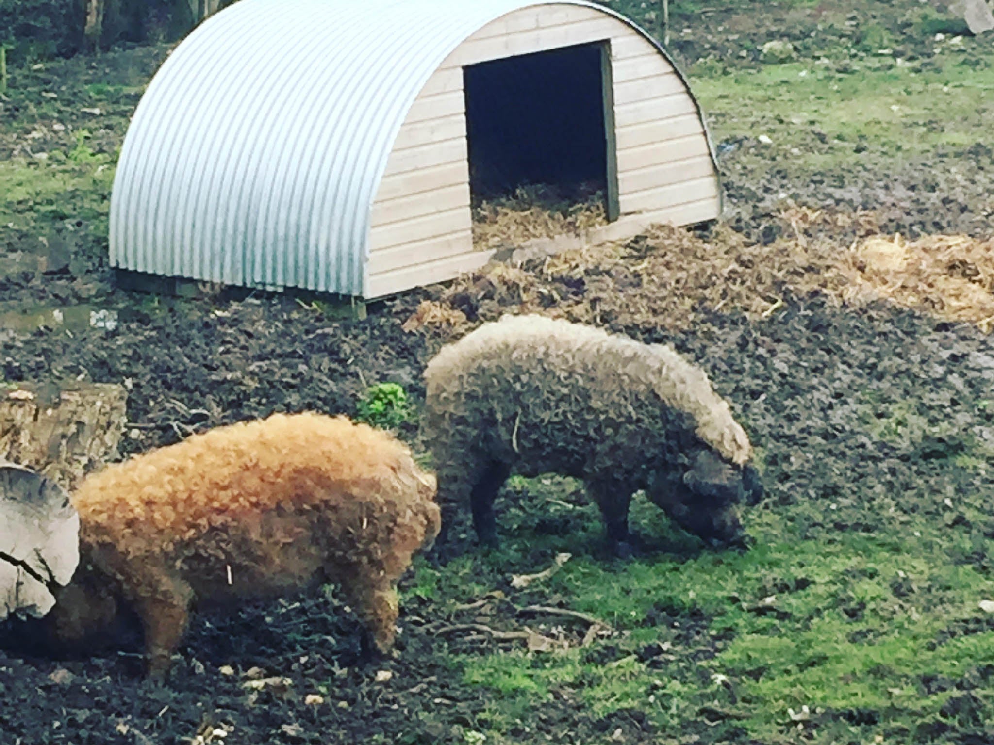 Hairy Mangalista pigs at The Pig Hotel's Devon branch