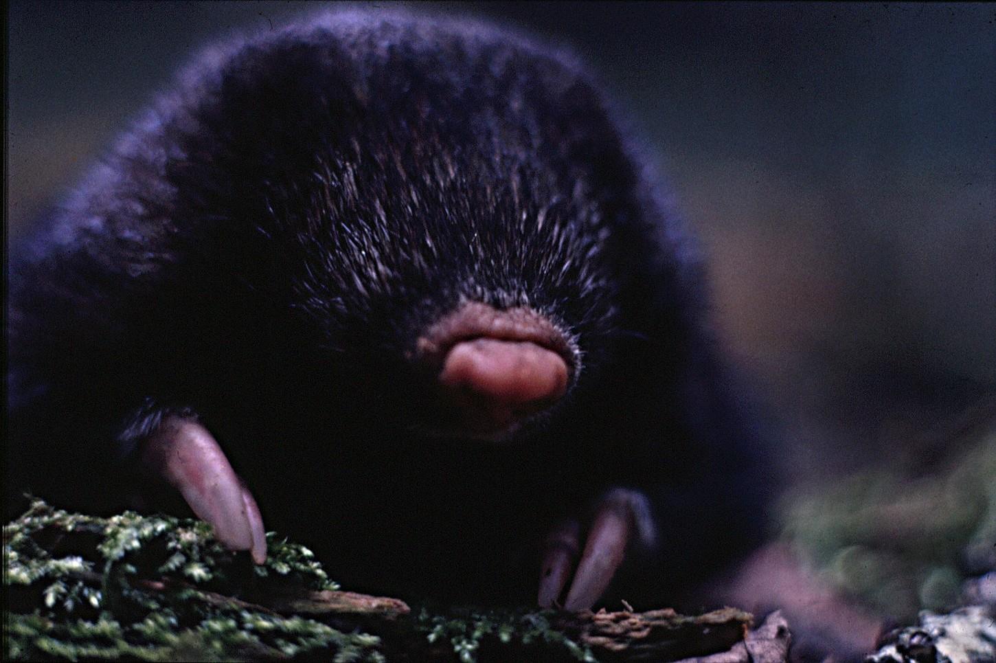 Shining example: the giant golden mole certainly has a misleading name