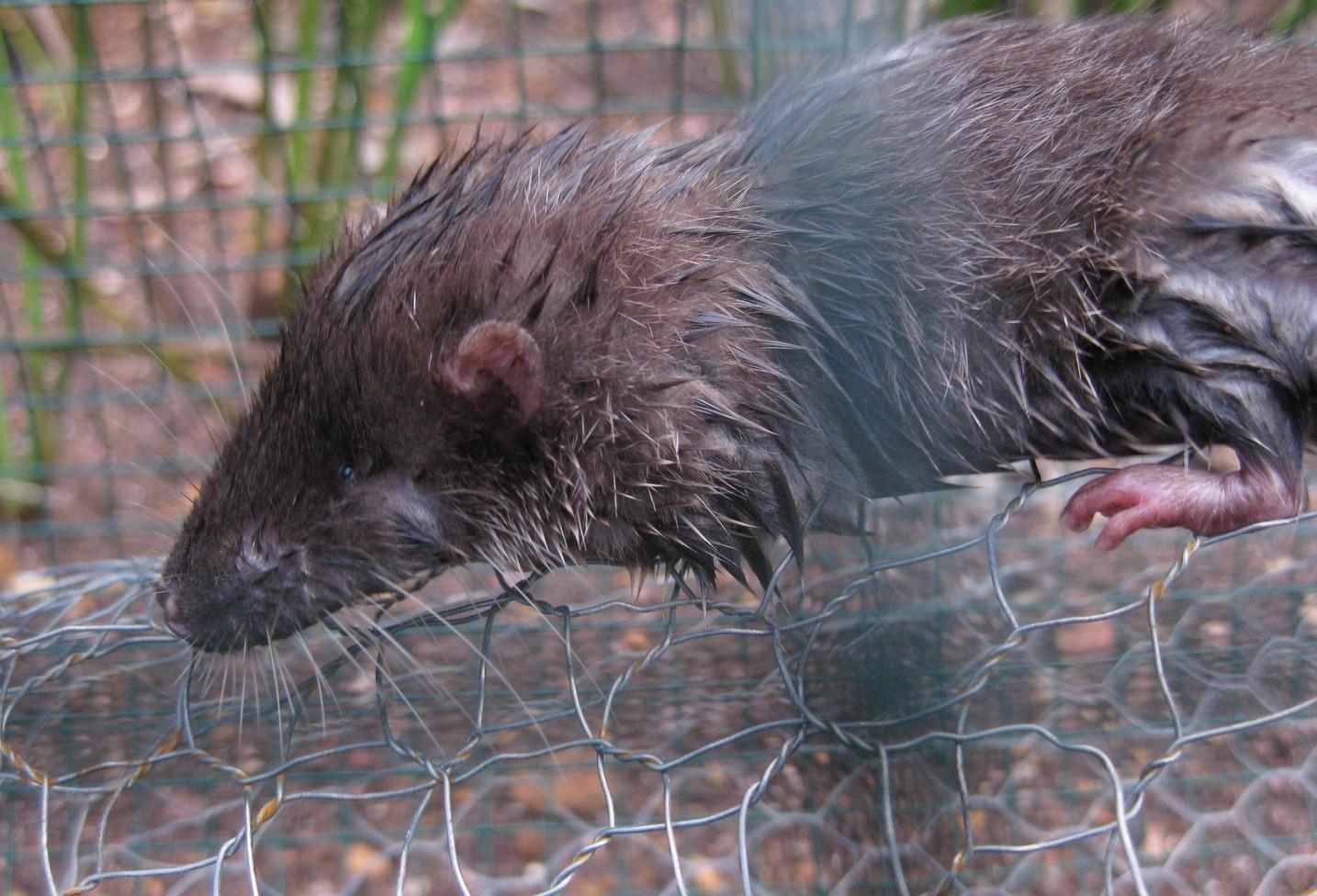 Mining activities have destroyed parts of the Nimba otter shrew’s habitat