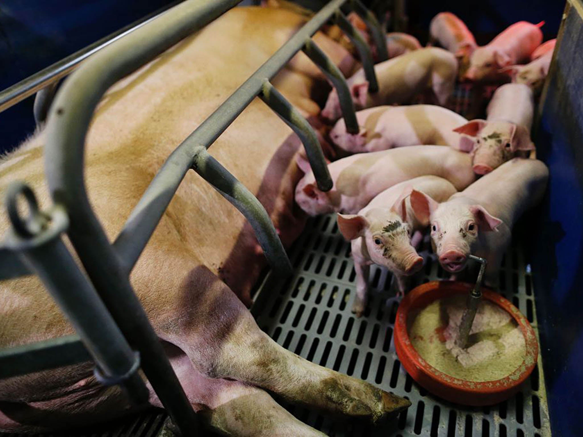 Intensive pig farming in France where sows lay down behind bars for piglets to feed