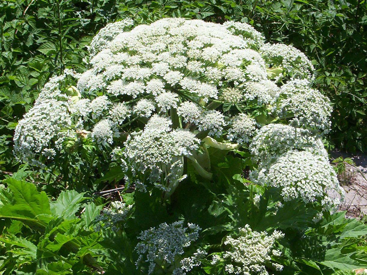 Giant Hogweed can cause severe burns and blisters