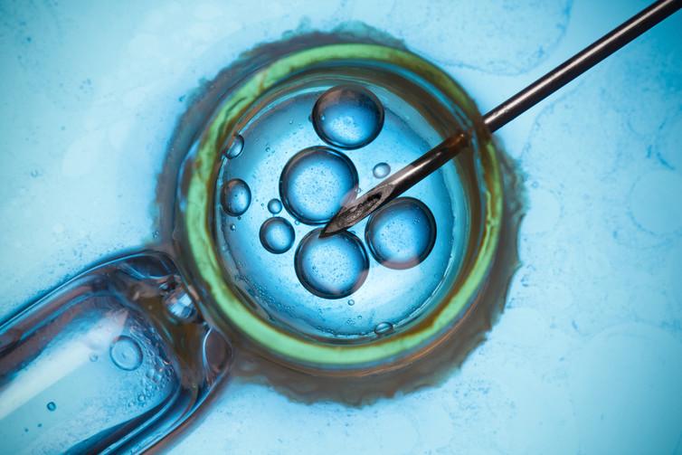 Are womb transplants comparable to IVF?