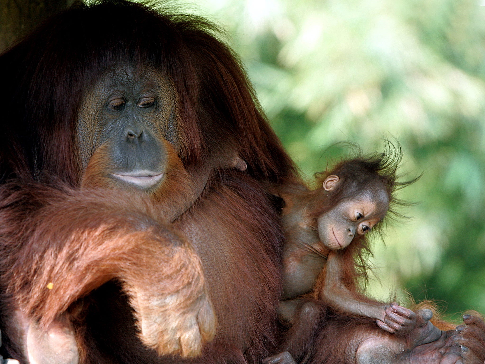 Orangutan in Indonesia are among the primates that are threatened with extinction