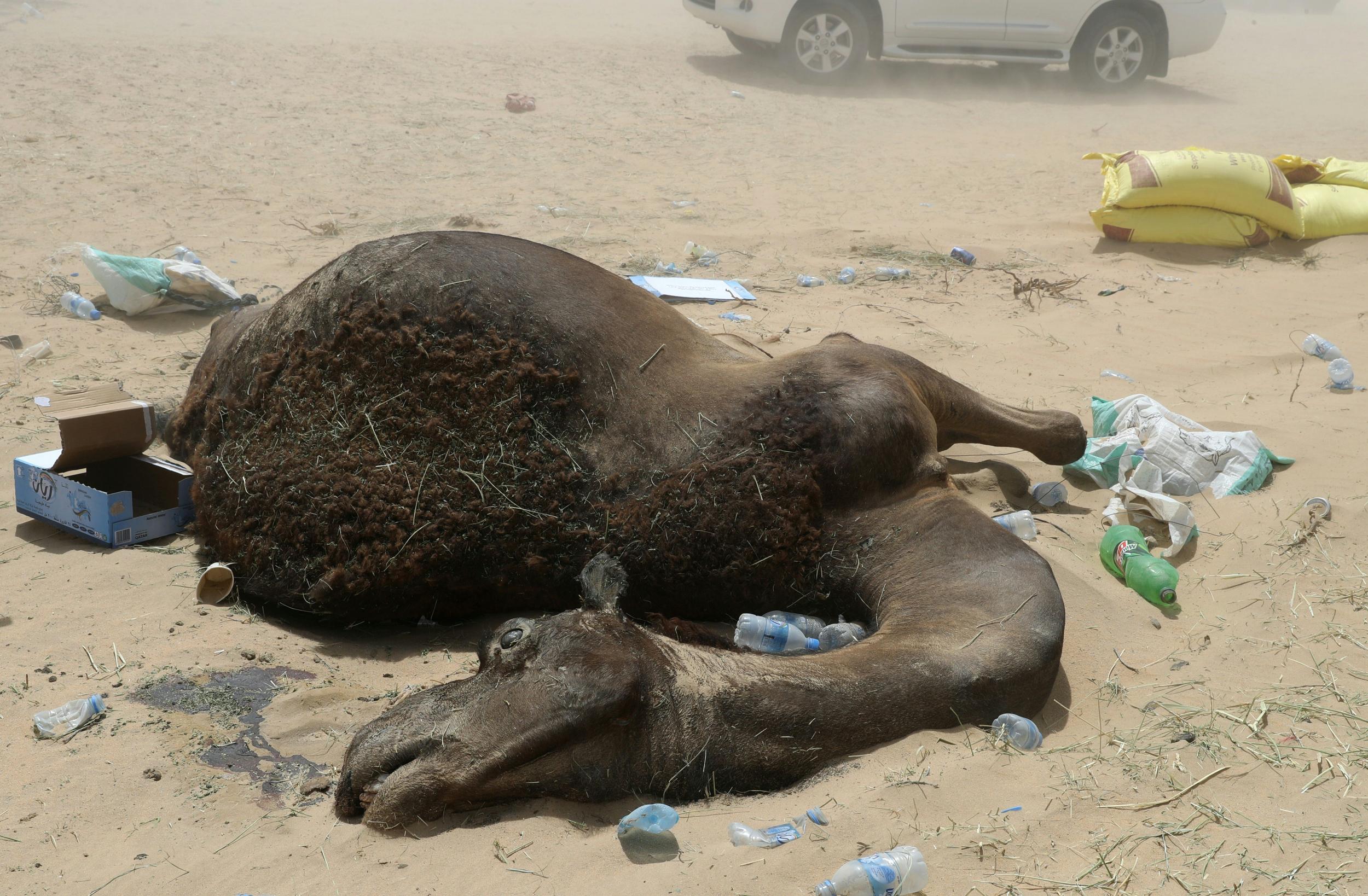 Camel dies in soaring heat as it tries to cross the desert