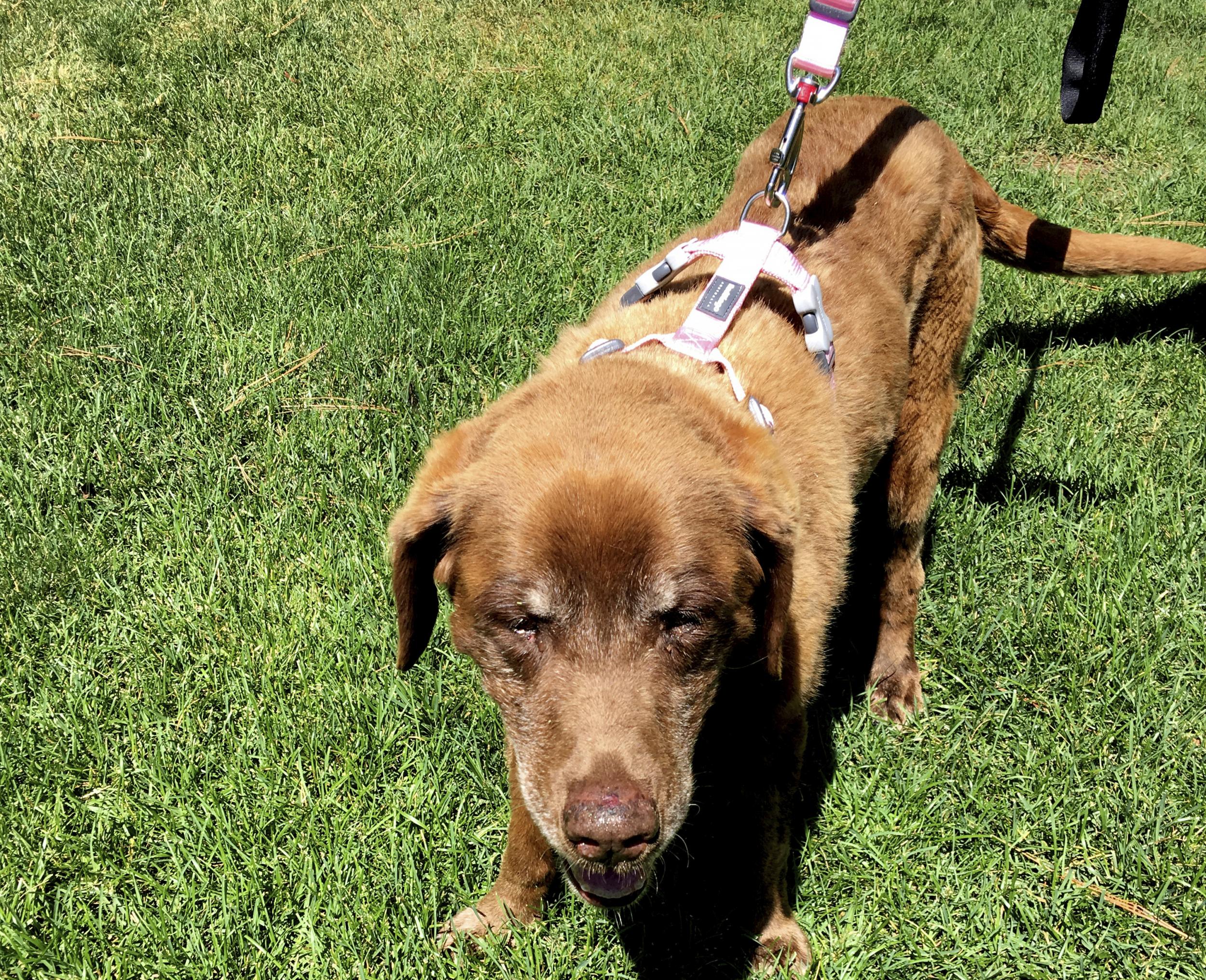 Mo, the elderly Chesapeake Bay Retriever who survived nine months alone in the mountains