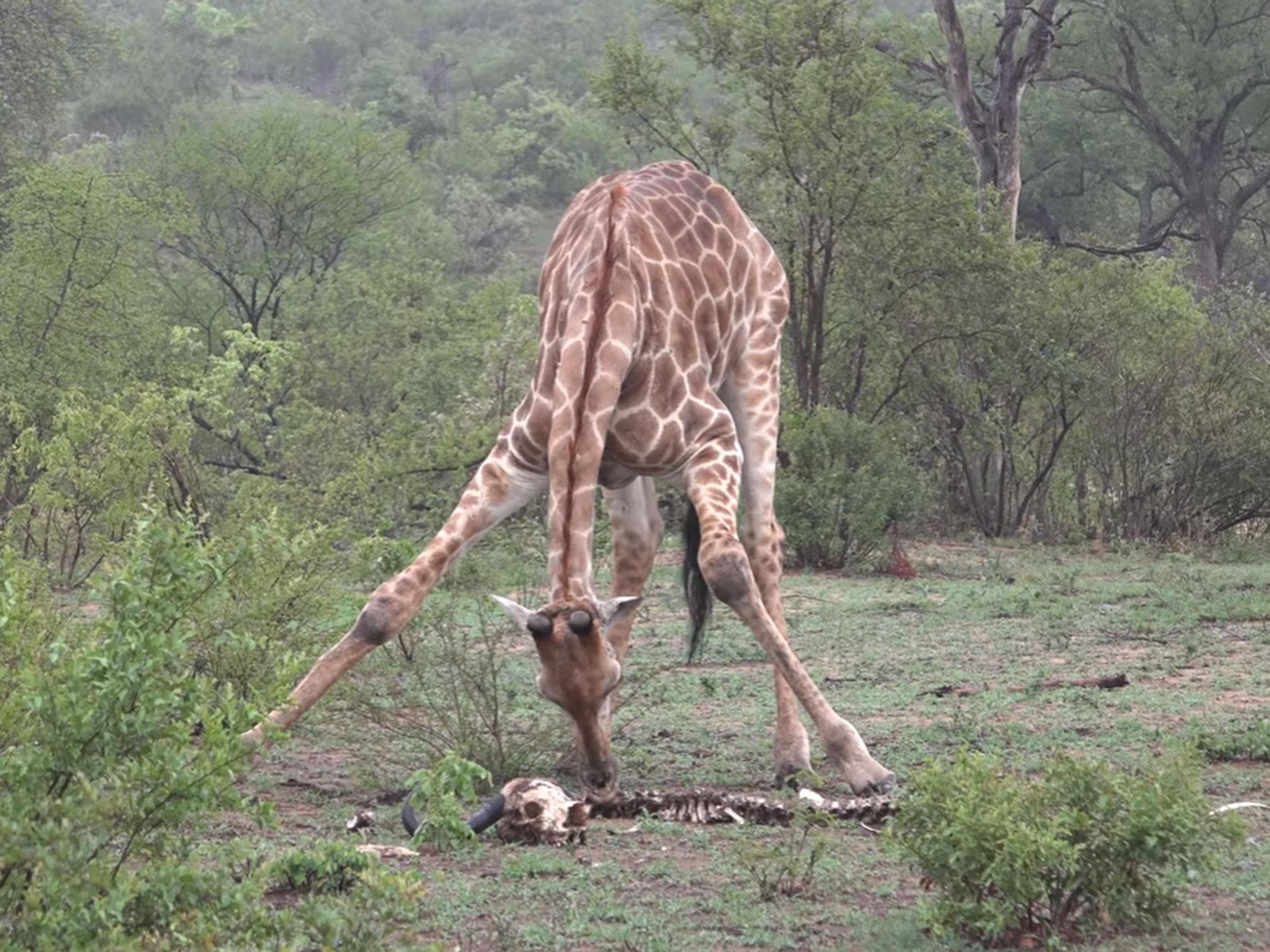 The giraffes are looking for a small bone they can pick up and chew