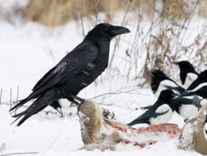 Ravens 'can be better at planning ahead than four-year-old children'