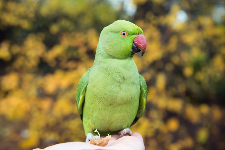 Parakeets from Asia have established themselves in cities across Britain