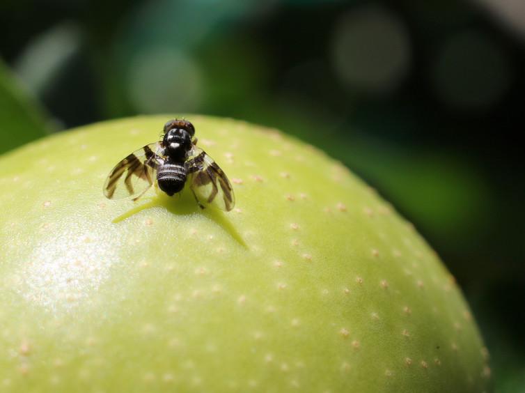 Apple maggot flies evolved in order to exploit a new source of food