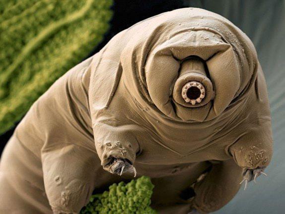 Tardigrades are ‘as close to indestructible as it gets on Earth’