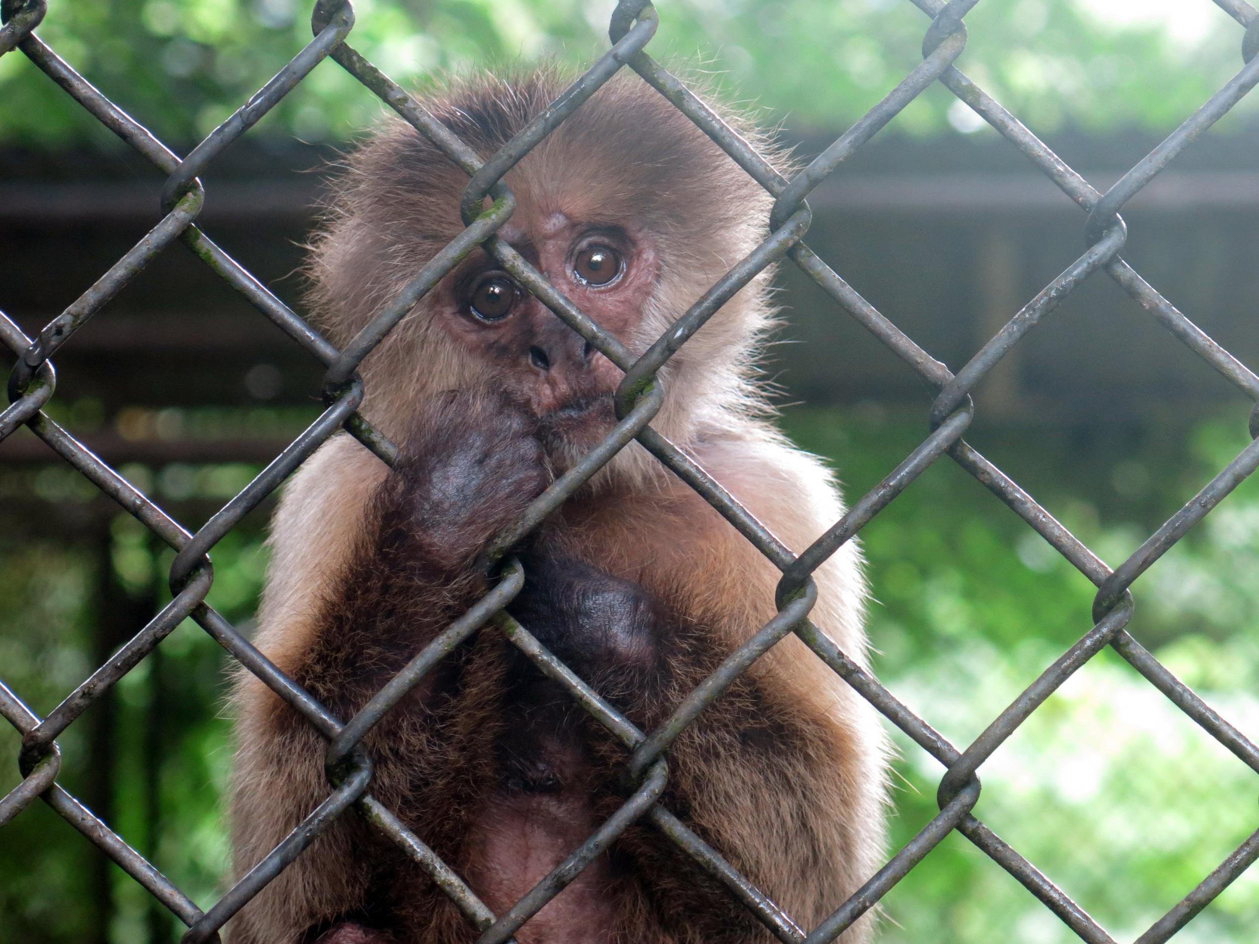 A monkey stares out from its enclosure at the Dr Juan A. Rivero Zoo in Mayaguez, Puerto Rico